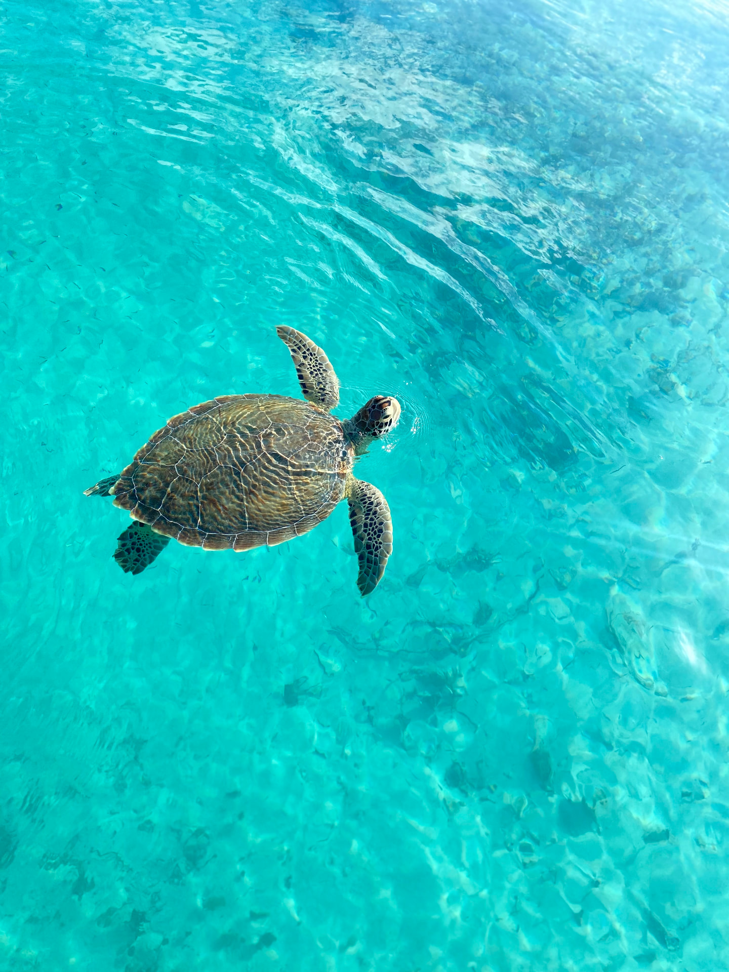 Sea turtle swimming through bright turquoise water in Turks and Caicos