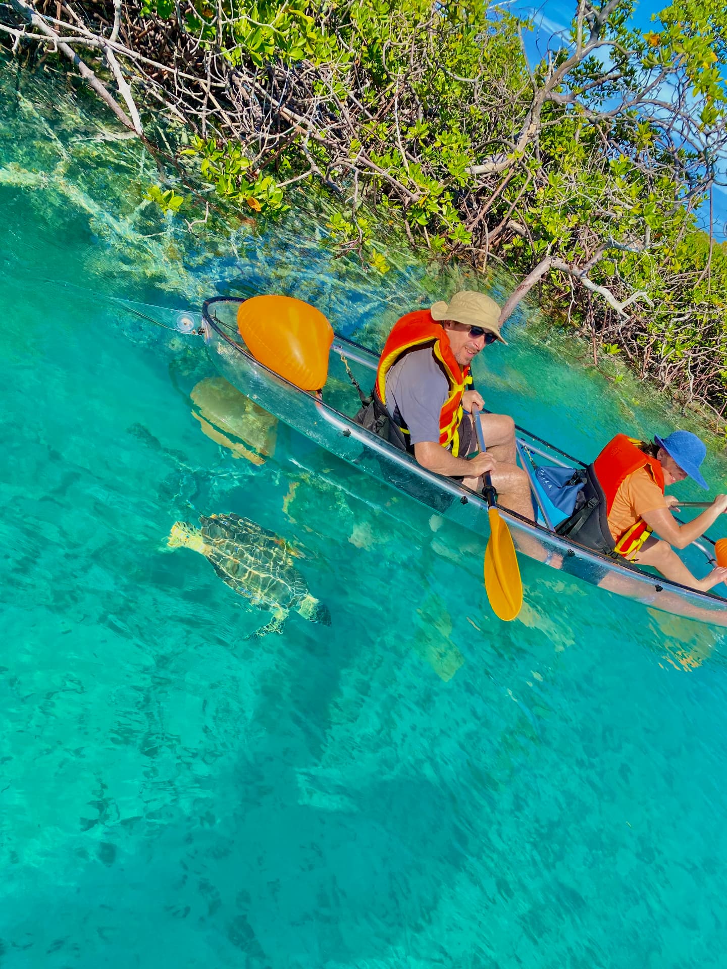 Clear bottom kayak floating over a sea turtle in the mangroves