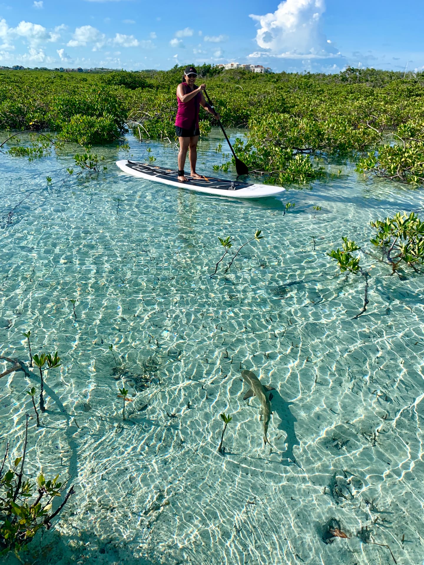 Paddleboarder gliding over a juvenile shark in the clear mangrove shallows
