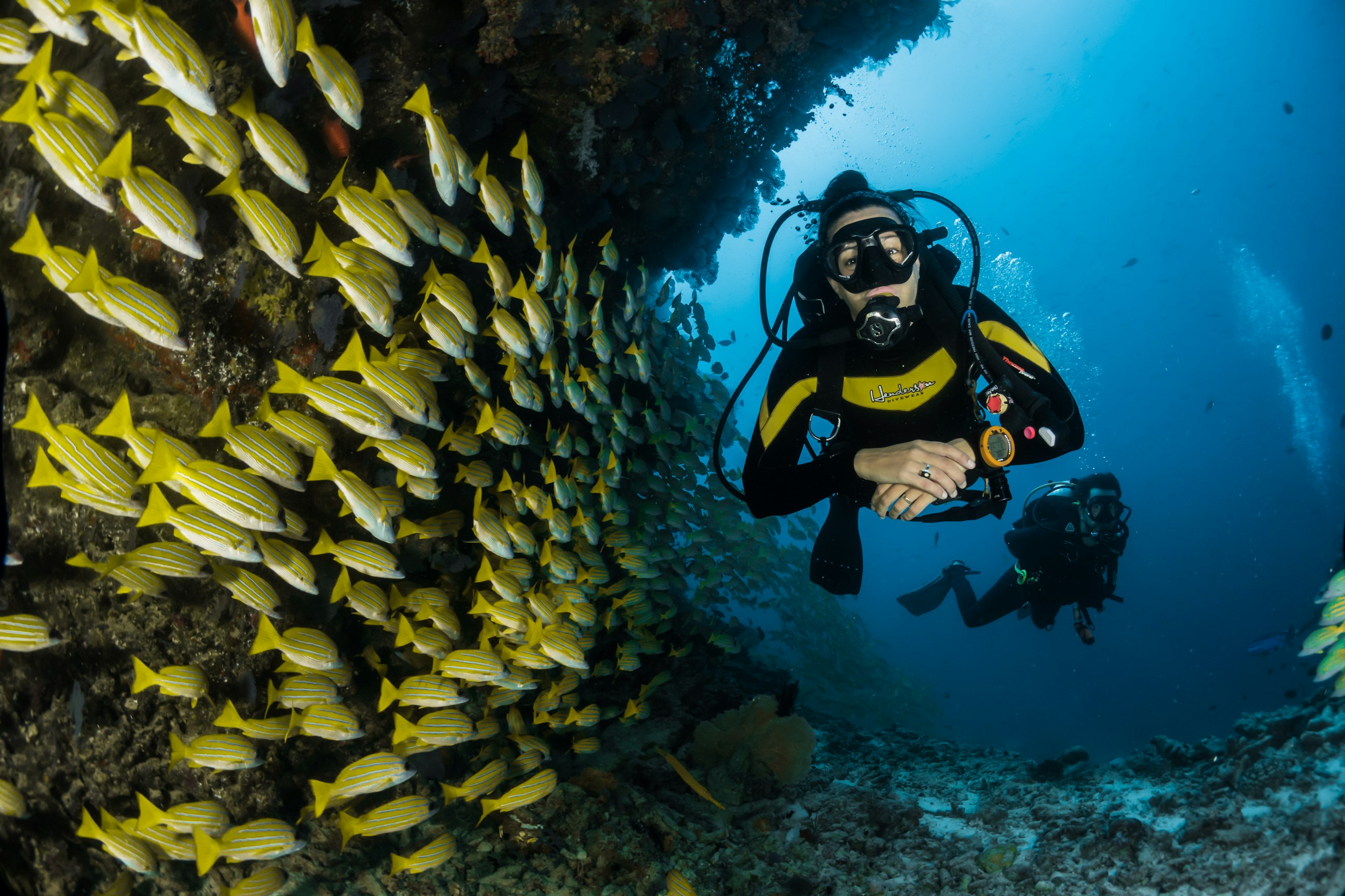 Coral reef wall with schools of yellow fish in clear blue water
