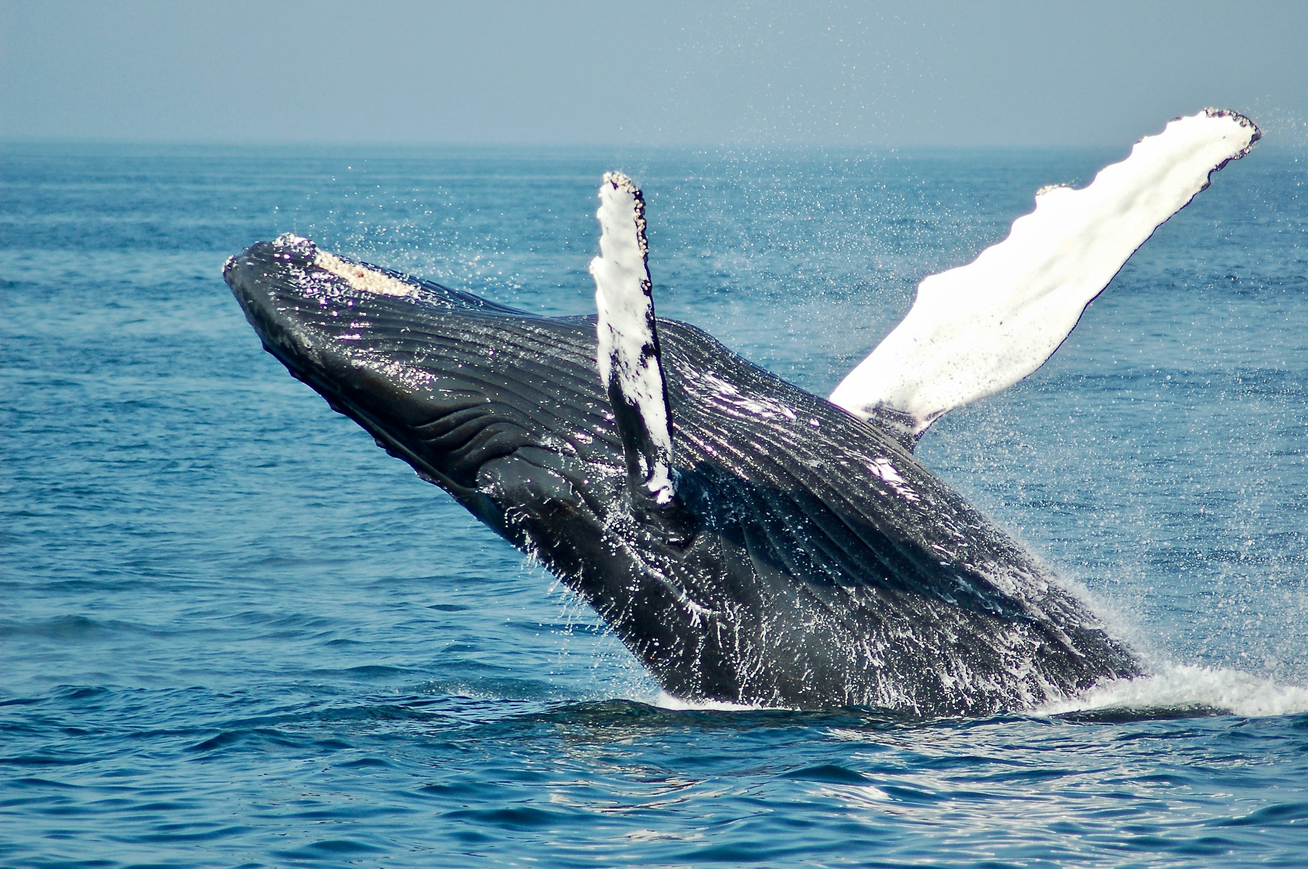Humpback whale surfacing in open ocean water